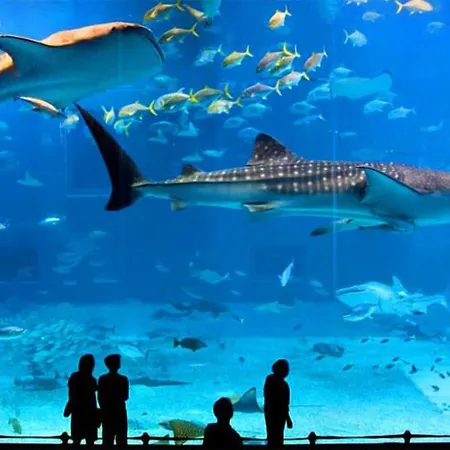 Avcilar Elit اسطنبول